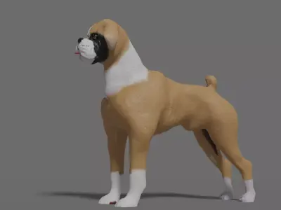 boxer dog Low-poly 3D model