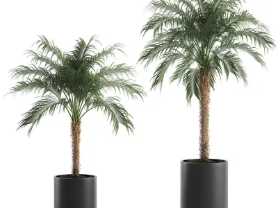 Decorative Phoenix roebelenii palm in a black flowerpot 617 3D model