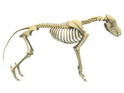 Wolf Skeleton 3D model