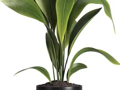 indoor plant 42 3D model