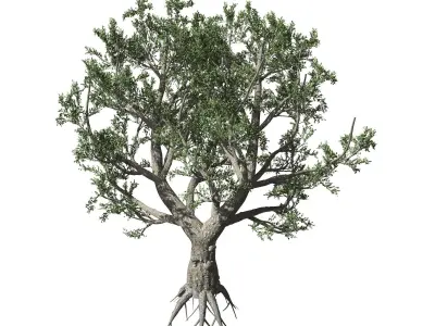 African Olive tree with roots 3D model