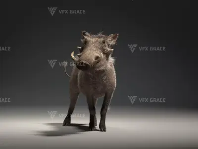 Warthog Animation  Blender 3D Model 3D model