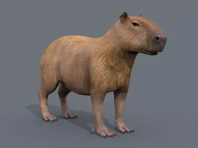 Capybara Capivara - 8k - 3d animated 3D model