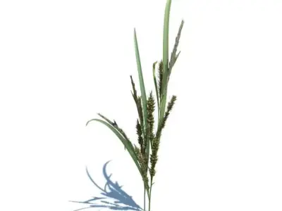 Tall Ornamental Grass 3D model