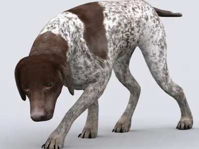 3DRT - German shorthaired pointer Low-poly 3D model