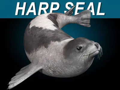 Harp Seal - Adult 3D model