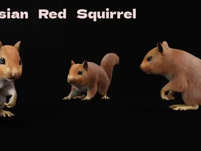 Eurasian Red Squirrel 3D model