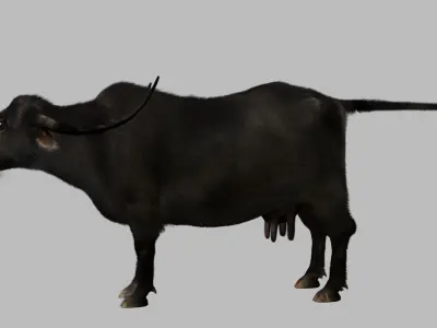 buffalo cow fur 3d model 3D model