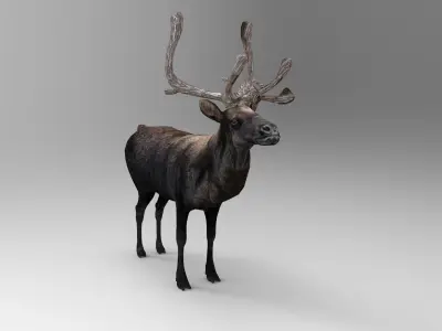 Black Reindeer rigged animated 3D model Low-poly 3D model