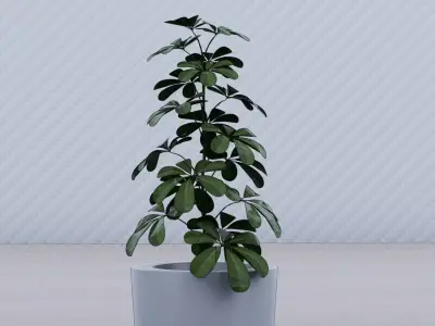 Schefflera Low-poly 3D model