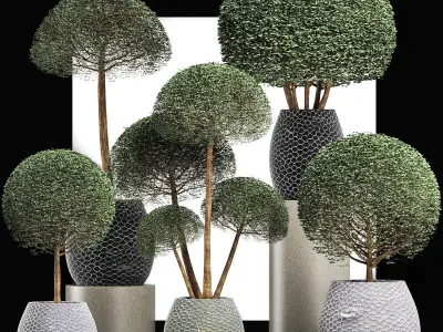 Plants Collection 200 Ligustrum 3D model