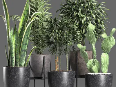 Plants Collection 211 3D model