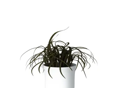 Houseplant Collection 5 air plant in pot 3D model