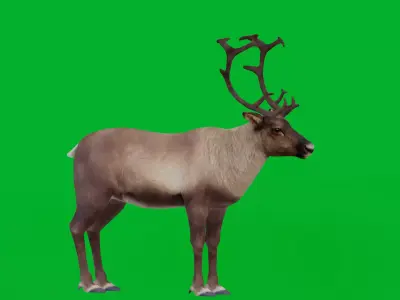 Reindeer Low-poly 3D model