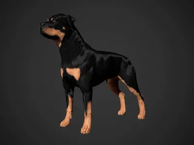 Rottweiler Real-Time Low-poly 3D model