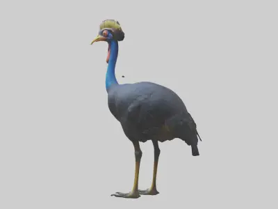 Cassowary stalking model 3D model