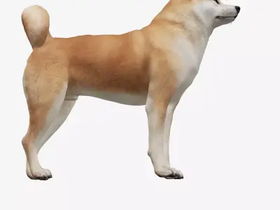 dog akita Low-poly 3D model