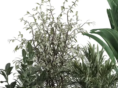 indoor plant set 372 plant ficus rubbery tree palm Low-poly 3D model