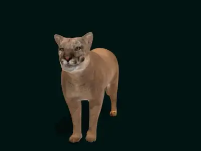 Cougar Cat Low-poly 3D model