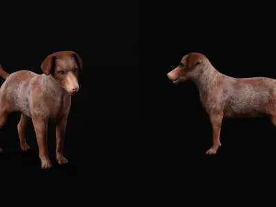 Patterdale Terrier Dog Low-poly 3D model