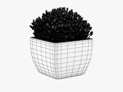 Succulents 08 3D model