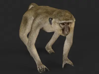 Chlorocebus monkey 3D model