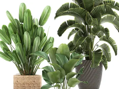 Ornamental plants in a rattan basket 779 3D model