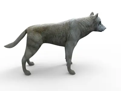 White Fox rigged 3D Models  Low-poly 3D model