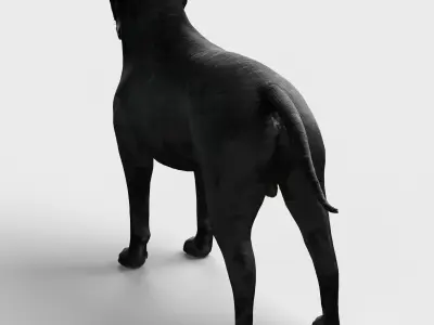 Cane Corso Dog 3D model