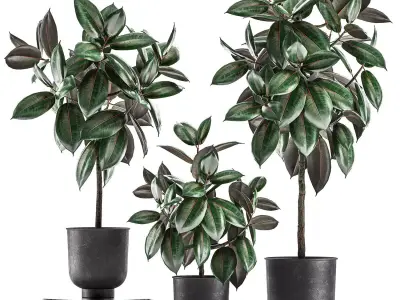 Ficus trees in a pot for the interior 848 3D model