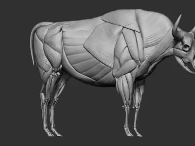 European Bison  muscle file 3D model
