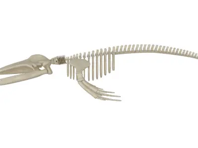 Humpback Skeleton 3D model