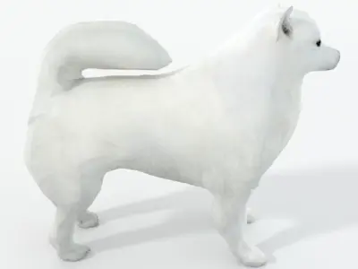 Samoyed White Low-poly 3D model