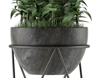 House Plant 21 3D model