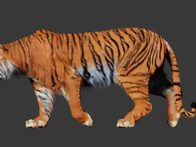 Tiger 3D Realistic Model  3D model