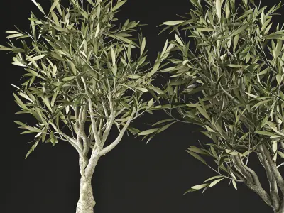 Olive tree for the interior in basket 644 3D model