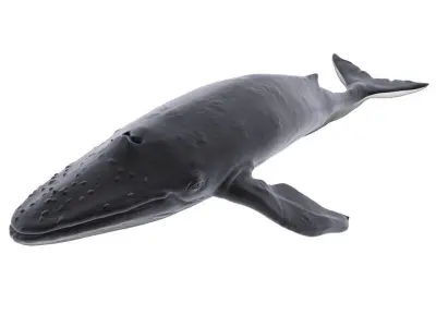 Blue Whale 3D model