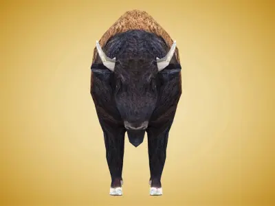 American Bison Buffalo Low-poly 3D model