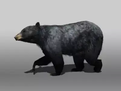 Black Bear Low-poly 3D model