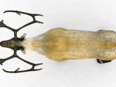 LowPoly Realistic Reindeer Low-poly 3D model