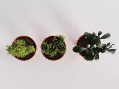 Decorative succulent potted plants 3D model