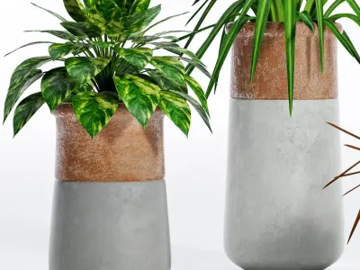 Decorative plant set-5 3D model
