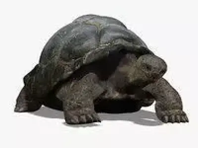 Tortoise ANIMATED 3D model