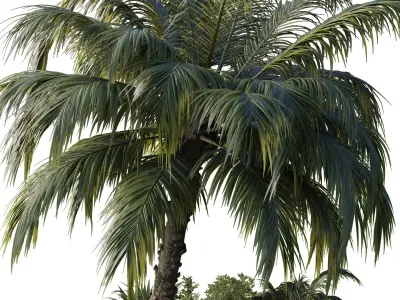 garden pot tree palm bush Collection Outdoor plant  3D model