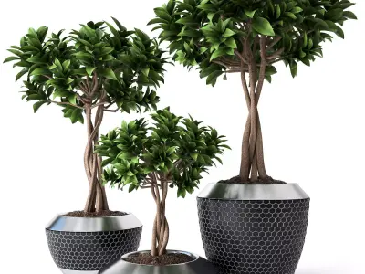 Ficus Microcarpa 3 3D model