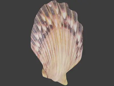 Seashell 3D model
