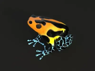 Poisonous Dart Frog Low-poly 3D model
