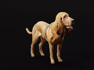 Bloodhound Dog Breed 3D model