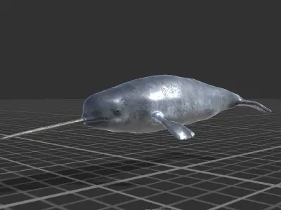 Narwhal Low-poly 3D model
