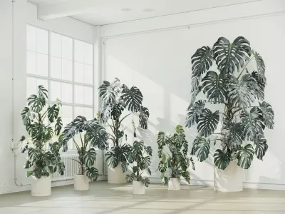 Accurate Monstera Deliciosa in pot set of 6 plants 3D model